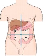 The portion of the abdominal cavity labeled as B in this figure is the _____ quadrant.   A)  right upper B)  left upper C)  right lower D)  left lower