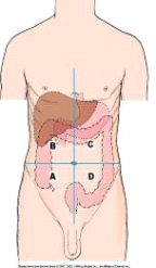 The portion of the abdominal cavity labeled as C in this figure is the _____ quadrant.   A)  right upper B)  left upper C)  right lower D)  left lower