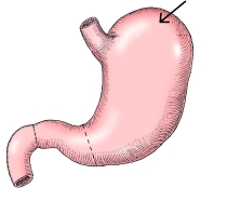 The area identified in the figure below is the:   A)  fundus. B)  body. C)  cardiac antrum. D)  greater curvature.