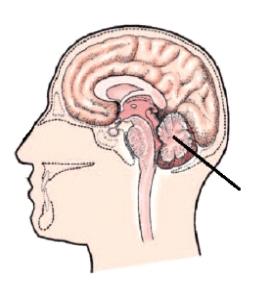 The area of the brain identified in the figure below is the:   A)  pons. B)  cerebrum. C)  cerebellum. D)  brain stem.