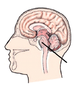 What part of the brain is indicated by the line in the diagram?   A)  Pons B)  Cerebrum C)  Cerebellum D)  Brain stem