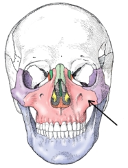 The bone identified in the figure below is the:   A)  maxilla. B)  frontal. C)  mandible. D)  ethmoid.