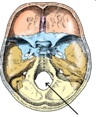 The part of the cranial base identified in the figure below is the:   A)  sella turcica. B)  foramen ovale. C)  hypoglossal canal. D)  foramen magnum.