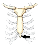 The part of the sternum identified on the figure below is the:   A)  body. B)  manubrium. C)  xiphoid. D)  sternal angle.