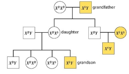 The trait diagrammed in Figure 24.4 is inherited as a(n)    A)  dominant X-linked trait. B)  recessive X-linked trait. C)  recessive Y-linked trait. D)  autosomal dominant trait. E)  dominant Y-linked trait.