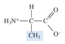 The molecular structure shown here is   A)  a glucose molecule. B)  a fatty acid molecule. C)  a glycerol molecule. D)  a protein molecule. E)  an amino acid.