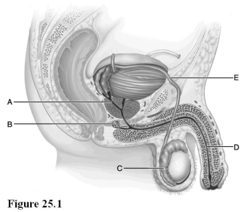   Use the diagram above to answer the following questions. -Identify the letter indicating the gland that secretes neutralizing mucus prior to ejaculation. A)  A B)  B C)  C D)  D E)  E