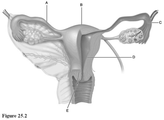   Use the diagram above to answer the following questions. -Identify the letter indicating the tissue layer which is shed during menstruation. A)  A B)  B C)  C D)  D E)  E