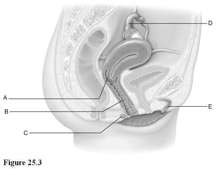   Use the diagram above to answer the following questions. -Identify the letter indicating the gland that secretes lubricating mucus into the vaginal orifice. A)  A B)  B C)  C D)  D E)  E