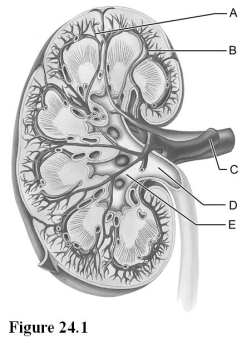   Use the diagram above to answer the following questions. -Identify the letter that indicates a cortical radiate artery. A)  A B)  B C)  C D)  D E)  E