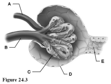   Use the diagram above to answer the following questions. -Identify the letter that indicates the visceral layer of the glomerular capsule. A)  A B)  B C)  C D)  D E)  E