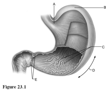   Use the diagram above to answer the following questions. -Identify the letter that indicates folds which allow for expansion of the stomach. A)  A B)  B C)  C D)  D E)  E