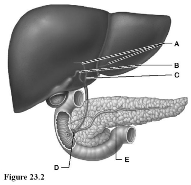   Use the diagram above to answer the following questions. -Identify the letter that indicates the cystic duct. A)  A B)  B C)  C D)  D E)  E