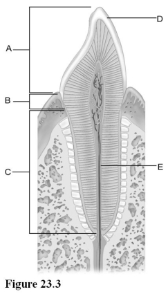   Use the diagram above to answer the following questions. -Identify the letter that indicates the root canal. A)  A B)  B C)  C D)  D E)  E
