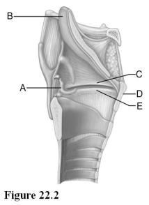   Use the diagram above to answer the following questions. -Identify the letter that indicates the cartilage that has a laryngeal prominence that is also known as the  Adam's apple.  A)  A B)  B C)  C D)  D E)  E