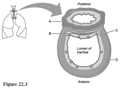   Use the diagram above to answer the following questions. -Identify the letter that indicates a muscular tube that propels swallowed food to the stomach. A)  A B)  B C)  C D)  D E)  E
