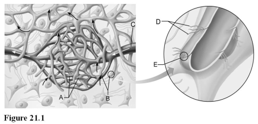  Use the diagram above to answer the following questions. -Identify the letter indicating a vessel which carries oxygenated blood to peripheral tissues. A)  A B)  B C)  C D)  D E)  E