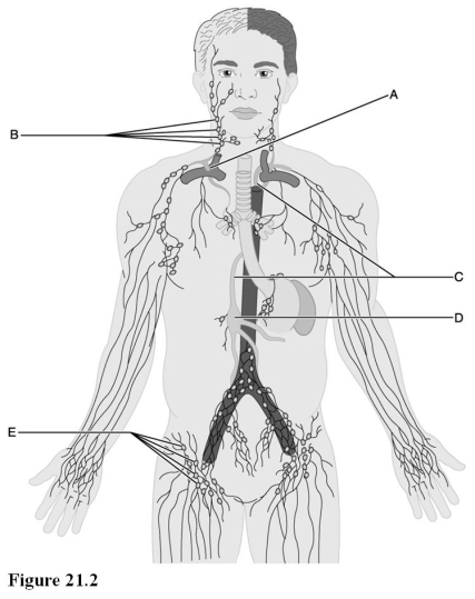   Use this illustration to answer the following questions. -Identify the letter indicating inguinal lymph nodes that filter lymph from the lower limbs. A)  A B)  B C)  C D)  D E)  E