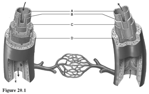  Use the diagram above to answer the following questions. -Identify the letter that indicates the blood vessel layer that is comprised of circular and longitudinal smooth muscle. A)  A B)  B C)  C D)  D E)  E