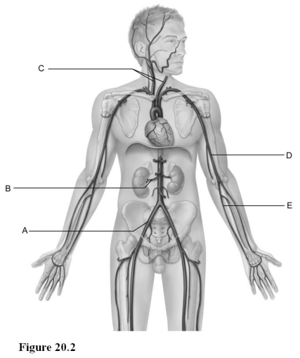   Use the diagram above to answer the following questions. -Identify the letter that indicates the brachial artery. A)  A B)  B C)  C D)  D E)  E