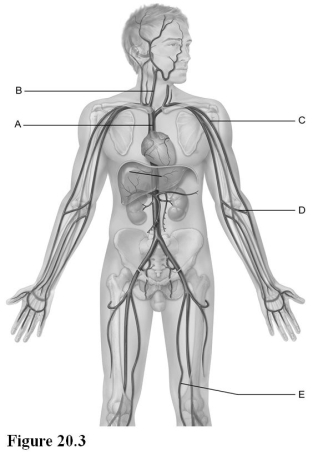   Use the diagram above to answer the following questions. -Identify the letter that indicates the longest vein in the body. A)  A B)  B C)  C D)  D E)  E