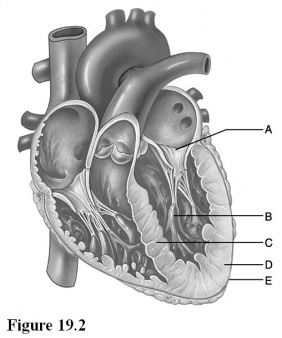   Use the diagram above to answer the following questions. -Identify the letter that indicates anchor points for chordae tendineae, composed of cells from the myocardium. A)  A B)  B C)  C D)  D E)  E