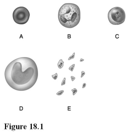   Use the diagram above to answer the following questions. -Identify the letter that indicates the most abundant class of leukocyte. A)  A B)  B C)  C D)  D E)  E