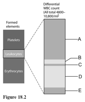   Use the diagram above to answer the following questions. -Identify the letter that indicates the fraction of leukocytes that represents lymphocytes. A)  A B)  B C)  C D)  D E)  E