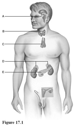 <strong> Use the diagram above to answer the following questions. Identify the letter which indicates an immune organ that also secretes hormones.</strong> A) A B) B C) C D) D E) E
