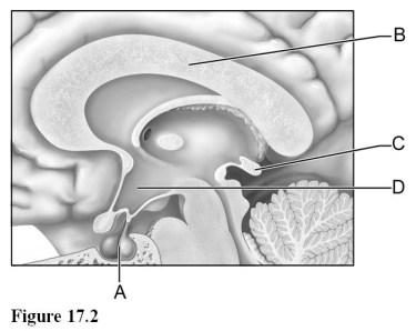 <strong> Use the diagram above to answer the following questions. Identify the letter which indicates the brain region where releasing and inhibiting hormones are secreted.</strong> A) A B) B C) C D) D