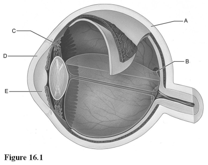   Use the diagram above to answer the following questions. -Identify the letter that indicates the anterior segment, which is filled with aqueous humor. A)  A B)  B C)  C D)  D E)  E