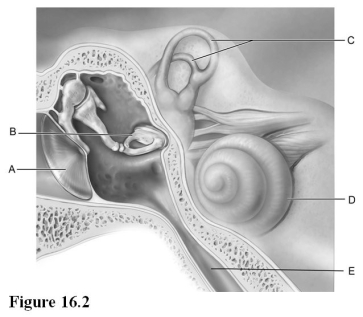   Use the diagram above to answer the following questions. -Identify the letter that indicates the structure that is the boundary between the external and middle ear. A)  A B)  B C)  C D)  D E)  E