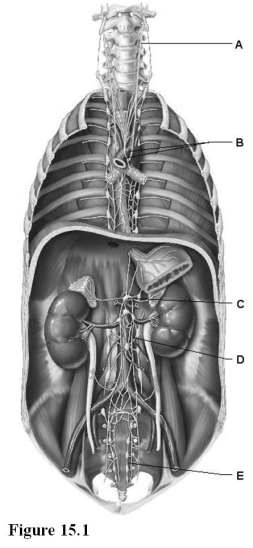   Use the diagram above to answer the following questions. -Which letter indicates the celiac ganglion and plexus? A)  A B)  B C)  C D)  D E)  E