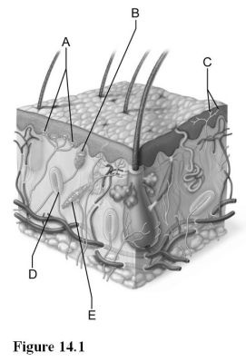   Use the diagram above to answer the following questions. -Which letter indicates epithelial tactile complexes (Merkel discs) , light pressure receptors found in the epidermis? A)  A B)  B C)  C D)  D E)  E