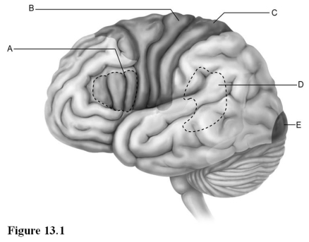   Use the diagram above to answer the following questions. -Which letter indicates Broca's area, which controls the motor movements necessary for speaking? A)  A B)  B C)  C D)  D E)  E
