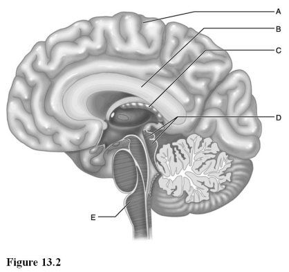   Use the diagram above to answer the following questions. -Which letter indicates the medulla oblongata, the functional neural connection between the pons and the spinal cord? A)  A B)  B C)  C D)  D E)  E