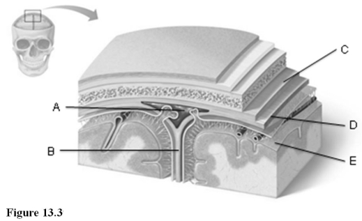   Use the diagram above to answer the following questions. -Which letter indicates the meningeal layer of the dura mater? A)  A B)  B C)  C D)  D E)  E