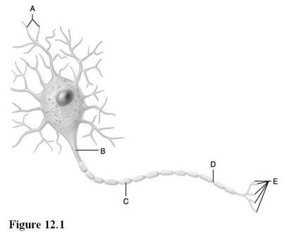   Use the diagram pictured above to answer the following questions. -Axodendritic synapses occur between letter  E  on the diagram and this region on a proximal neuron. A)  A B)  B C)  C D)  D E)  E