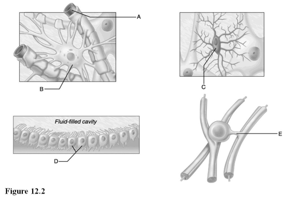   Use the diagrams above to answer the following questions. -Identify which diagram represents a cell that produces a myelin sheath in the central nervous system. A)  A B)  B C)  C D)  D E)  E
