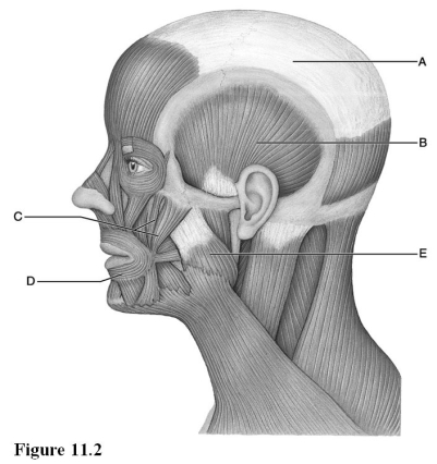   Use the diagram above to answer the following questions. -Identify the letter that indicates the orbicularis oris. A)  A B)  B C)  C D)  D E)  E