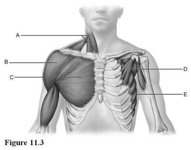   Use the diagram above to answer the following questions. -Identify the letter that indicates the pectoralis major. A)  A B)  B C)  C D)  D E)  E