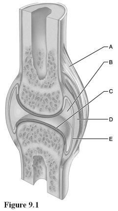   Use the diagram above to answer the following questions. -Which letter indicates a ligament that is external to the joint capsule? A)  A B)  B C)  C D)  D E)  E
