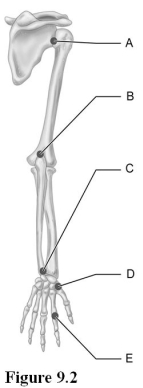   Use the diagram above to answer the following questions. -Which letter indicates the joint that is made more stable by the glenoid labrum? A)  A B)  B C)  C D)  D E)  E