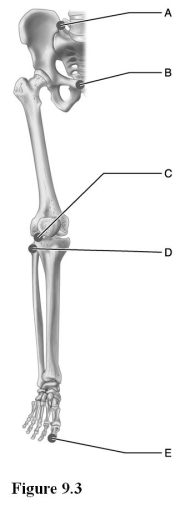   Use the diagram above to answer the following questions. -Which letter indicates an example of an interphalangeal joint? A)  A B)  B C)  C D)  D E)  E