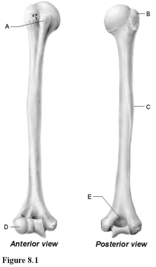   Use the diagram above to answer the following questions. -Which letter indicates the bony landmark of the humerus where the deltoid muscle attaches? A)  A B)  B C)  C D)  D E)  E