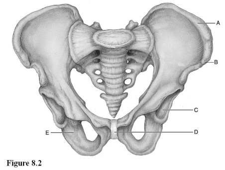   Use the diagram above to answer the following questions. -Which letter indicates the iliac crest? A)  A B)  B C)  C D)  D E)  E