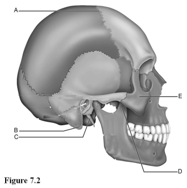  Use the diagram above to answer the following questions. -Which letter indicates the mastoid process of the temporal bone? A)  A B)  B C)  C D)  D E)  E