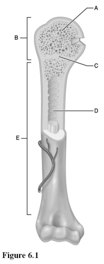   Use the diagram above to answer the following questions. -Which letter indicates the diaphysis of a long bone? A)  A B)  B C)  C D)  D E)  E
