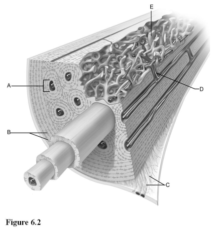   Use the diagram above to answer the following questions. -Which letter indicates the circumferential lamellae? A)  A B)  B C)  C D)  D E)  E