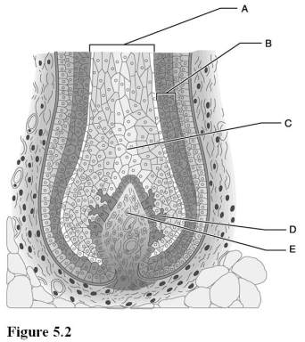   Use the diagram above to answer the following questions. -Which letter indicates the portion of a hair that projects above the skin surface? A)  A B)  B C)  C D)  D E)  E